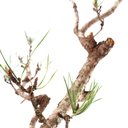 Ver imagem 4 de Pré Bonsai Pinheiro Negro 17 Anos