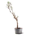 Ver imagem 2 de Pré Bonsai Pinheiro Negro 17 Anos