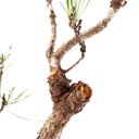 Ver imagem 5 de Pré Bonsai Pinheiro Negro 17 Anos