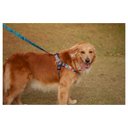 Ver imagem 5 de Coleira Cachorros com Guia Teen G Style