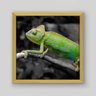 Quadro Animal Camaleão Verde - 40x40cm - Moldura Padrão Madeira - 1