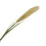 Haste Pluma Capim Dos Pampas Artificial 100cm - 1