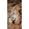 Quadro MDF - Lion King - 25cmx50cm - 4