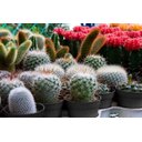 Ver imagem 3 de Kit 100 Vasinhos 06 Produtor Mini Cacto Suculenta 90Ml