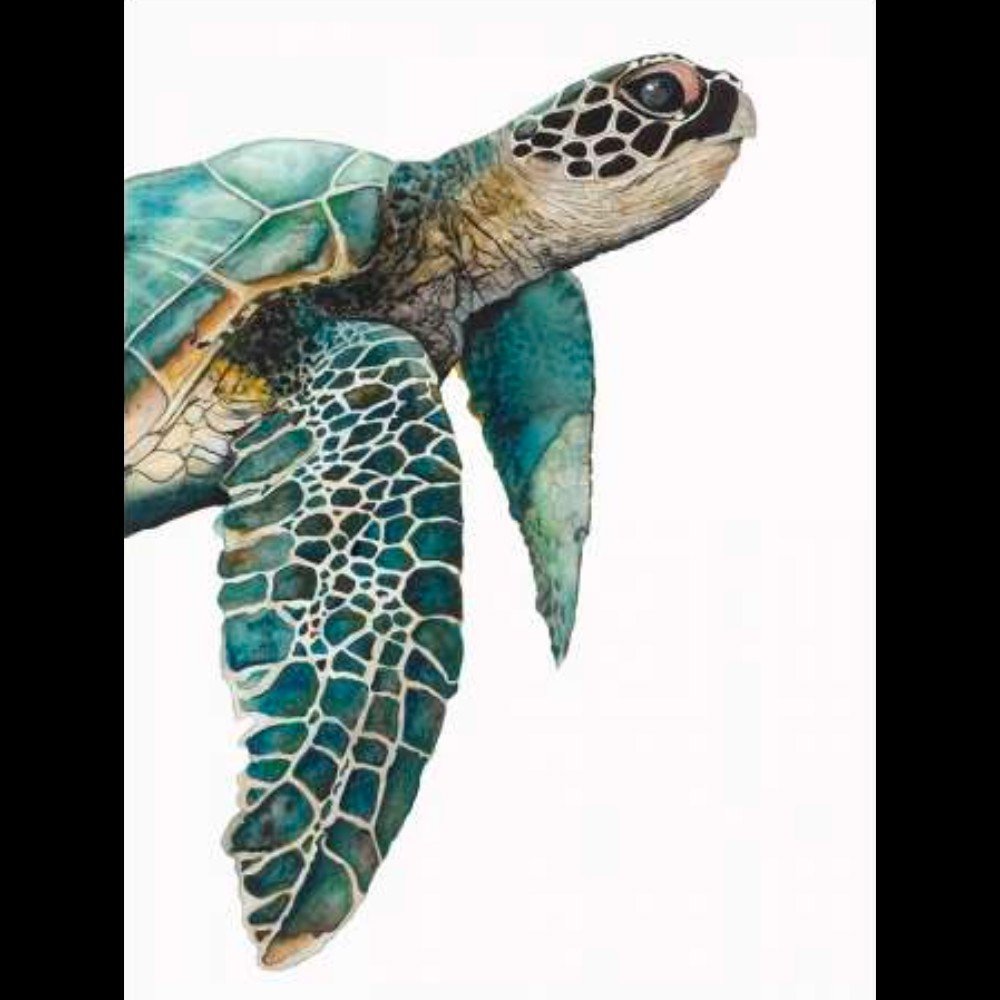 Great Sea Turtle Canaleta 60x80cm Preta