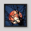 Ver imagem 1 de Quadro Fotografia Lua Flutuando Sobre Galhos - 20x20cm - Moldura Caixa Preto