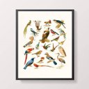 Ver imagem 1 de Quadro Decorativo Espécies de Passarinhos