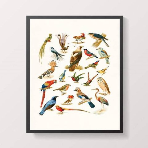 Quadro Decorativo Espécies de Passarinhos