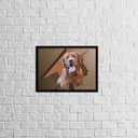 Ver imagem 1 de Quadro Decorativo Fotografia Labrador