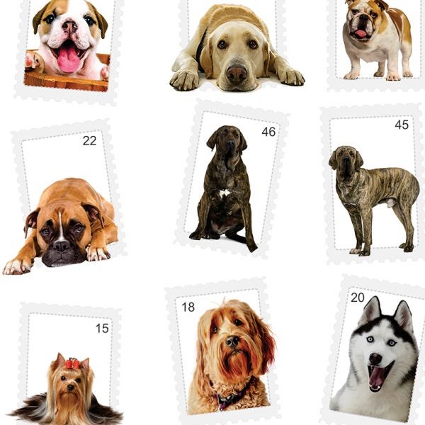 Papel de Parede Adesivo Animal Cachorro - 011 - 2
