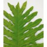 Planta Verde Folha Imbé Látex Real GG 86cm Vasos e Arranjos - 4