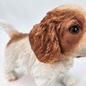 Mini Cachorro Cavalier King Charles Spaniel Decorativo - 4