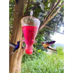 Bebedouro De Vidro Temperado Para Beija Flor E Pássaros 600ml - 1