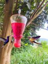 Ver imagem 1 de Bebedouro De Vidro Temperado Para Beija Flor E Pássaros 600ml