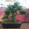 Bonsai Artificial Etéreo Cósmico Real no Vaso Preto - 1