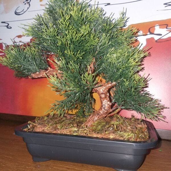Bonsai Artificial Etéreo Cósmico Real no Vaso Preto - 4