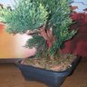 Bonsai Artificial Etéreo Cósmico Real no Vaso Preto - 5