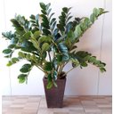 Ver imagem 3 de Arvore Planta Zamioculca 80cm Verde Suculenta Artificial