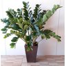 Arvore Planta Zamioculca 80cm Verde Suculenta Artificial - 3