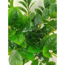 Ver imagem 2 de Arvore Planta Zamioculca 80cm Verde Suculenta Artificial