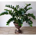 Ver imagem 4 de Arvore Planta Zamioculca 80cm Verde Suculenta Artificial