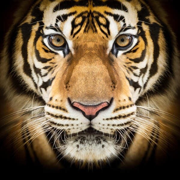 Quadro Tigre 60x60 - 2