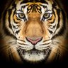 Quadro Tigre 60x60 - 2