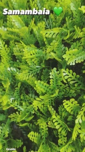 Placa De Grama Artificial Para Decoração De Parede Samambaia - 15