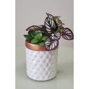 Ver imagem 3 de ARRANJO CACHEPOT DE FLORES ARTIFICIAL SUCULENTA VASO 9330