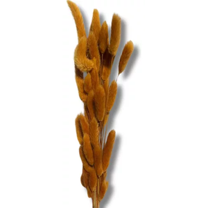 Buque Rabo de Coelho Laranja Escuro Desidratado Natural Adicionar Aos Favoritos