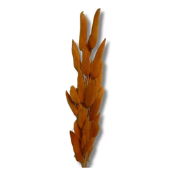 Buque Rabo de Coelho Laranja Escuro Desidratado Natural Adicionar Aos Favoritos - 2