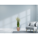 Ver imagem 2 de Planta Árvore Artificial Grass com Grão 90 cm Kit + Vaso E. Bege 30 cm