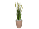 Ver imagem 1 de Planta Árvore Artificial Grass com Grão 90 cm Kit + Vaso E. Bege 30 cm