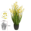 Ver imagem 2 de Folhagem Orquidea Pingo de Ouro Dancante C/pote Amarelo 90cm