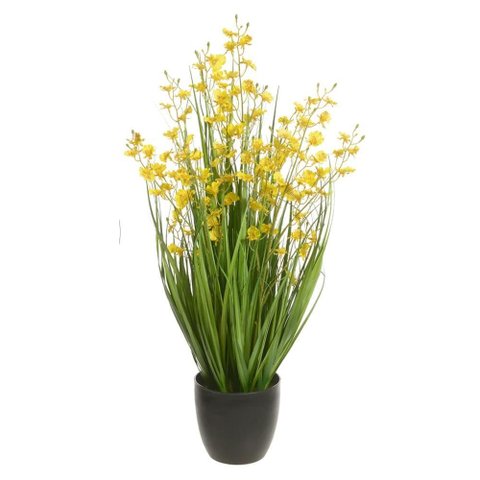 Folhagem Orquidea Pingo de Ouro Dancante C/pote Amarelo 90cm