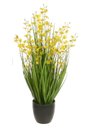 Ver imagem 1 de Folhagem Orquidea Pingo de Ouro Dancante C/pote Amarelo 90cm