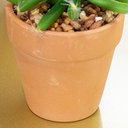 Ver imagem 3 de Vaso com Cacto Castelo de Fada Verde 14x6 cm - D’Rossi