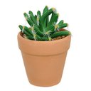 Ver imagem 1 de Vaso com Cacto Castelo de Fada Verde 14x6 cm - D’Rossi