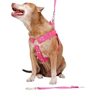 Coleira para Cachorro com Guia e Adaptador raça media
