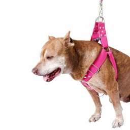 Coleira para Cachorro com Guia e Adaptador raça media - 5