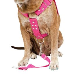 Coleira para Cachorro com Guia e Adaptador raça media - 6
