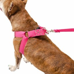 Coleira para Cachorro com Guia e Adaptador raça media - 3