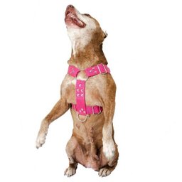 Coleira para Cachorro com Guia e Adaptador raça media - 2