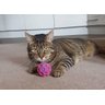 Brinquedo De Gato Bolinha Rattle Ball Roxa Jw - 4