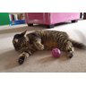 Brinquedo De Gato Bolinha Rattle Ball Roxa Jw - 5
