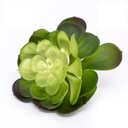 Ver imagem 1 de Folhagem Artificial Suculenta 14x16 Verde - D’Rossi