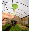 Ver imagem 5 de Kit 5 Bandejas Para Produção De Mudas 200 Celulas Nutriplan