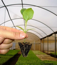 Ver imagem 5 de Kit 5 Bandejas Para Produção De Mudas 200 Celulas Nutriplan