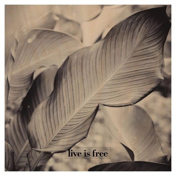 Quadro Live is Free 40x40 - 2