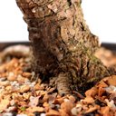 Ver imagem 6 de Pré Bonsai Pinheiro Negro 15 Anos